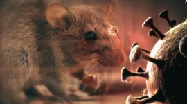 Ilustrasi. Waspada Hantavirus, Gejala Mirip Flu yang Mengancam Nyawa dan Cara Mencegahnya  (Dok. Envato/bloombergtechnoz)