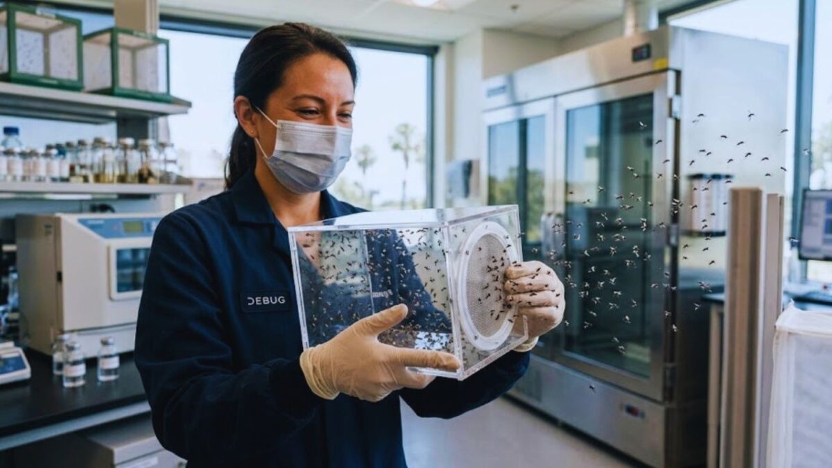 Google Berencana Lepas 32 Juta Nyamuk Steril di Amerika Serikat (Foto: Ai)