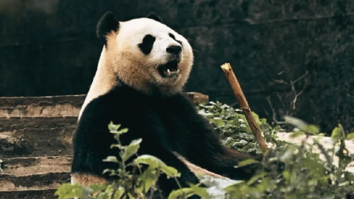 Rio Panda Pertama Lahir di Indonesia Tumbuh Sehat (Foto: AFP/medcom)