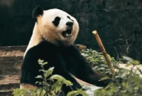 Rio Panda Pertama Lahir di Indonesia Tumbuh Sehat (Foto: AFP/medcom)
