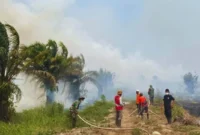 Kebakaran Lahan Sungai Aur Muaro Jambi Capai 30 Hektare