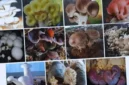 Jamur Pangan Indonesia Punya Potensi Lebih dari Sekadar Bahan Makanan (Foto: DOK BRIN/medcom)