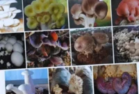 Jamur Pangan Indonesia Punya Potensi Lebih dari Sekadar Bahan Makanan (Foto: DOK BRIN/medcom)
