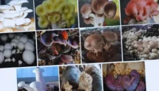 Jamur Pangan Indonesia Punya Potensi Lebih dari Sekadar Bahan Makanan (Foto: DOK BRIN/medcom)