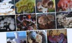 Jamur Pangan Indonesia Punya Potensi Lebih dari Sekadar Bahan Makanan