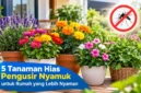 5 Tanaman Hias Berwarna Cerah untuk Rumah yang Minim Nyamuk