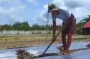 Kemarau Panjang Picu 5 Hektare Lahan Jagung di Kota Jambi Gagal Panen