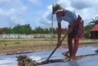 Kemarau Panjang Picu 5 Hektare Lahan Jagung di Kota Jambi Gagal Panen