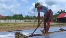 Kemarau Panjang Picu 5 Hektare Lahan Jagung di Kota Jambi Gagal Panen